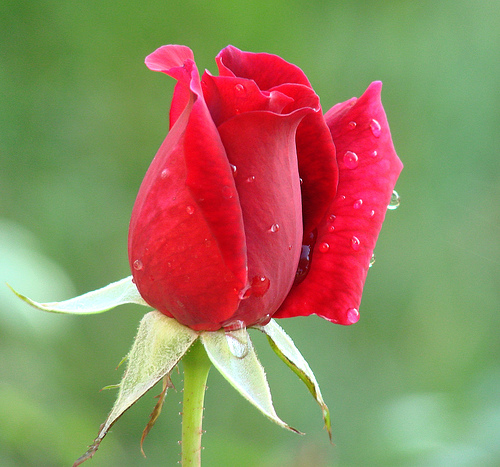 redrose-with-rain-drop.jpg